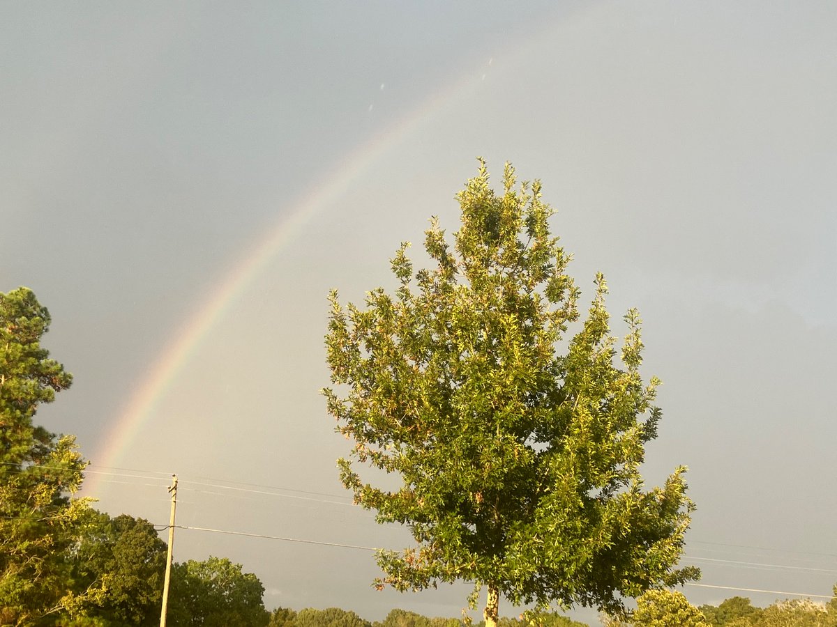 Rainbow over the little Oak tree😃