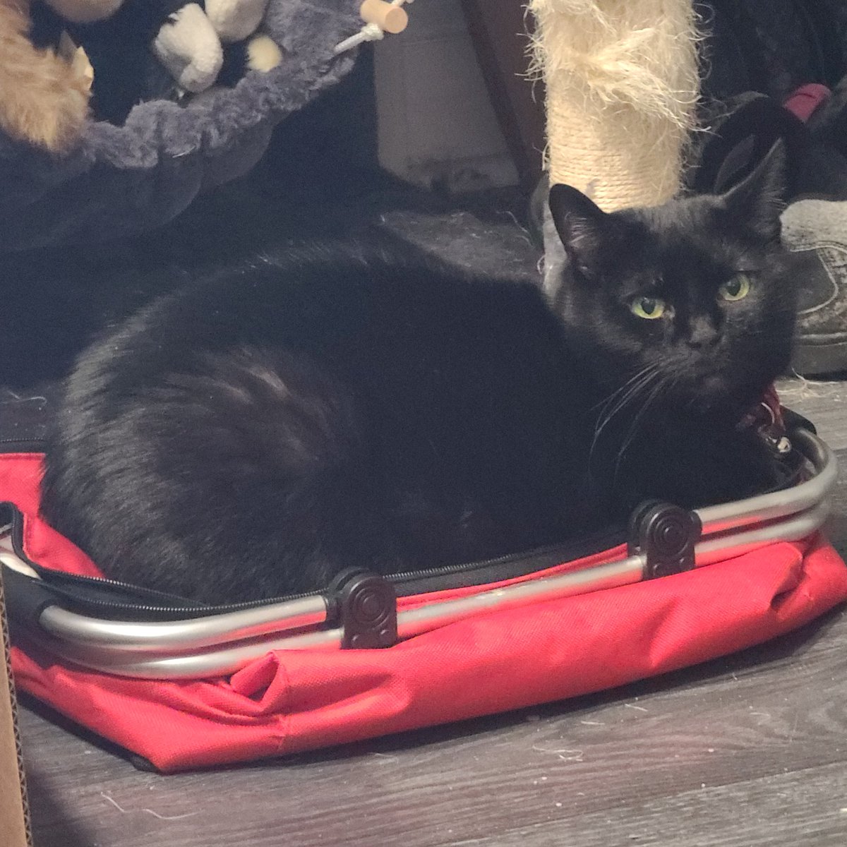 Fluffle Puff tweet media