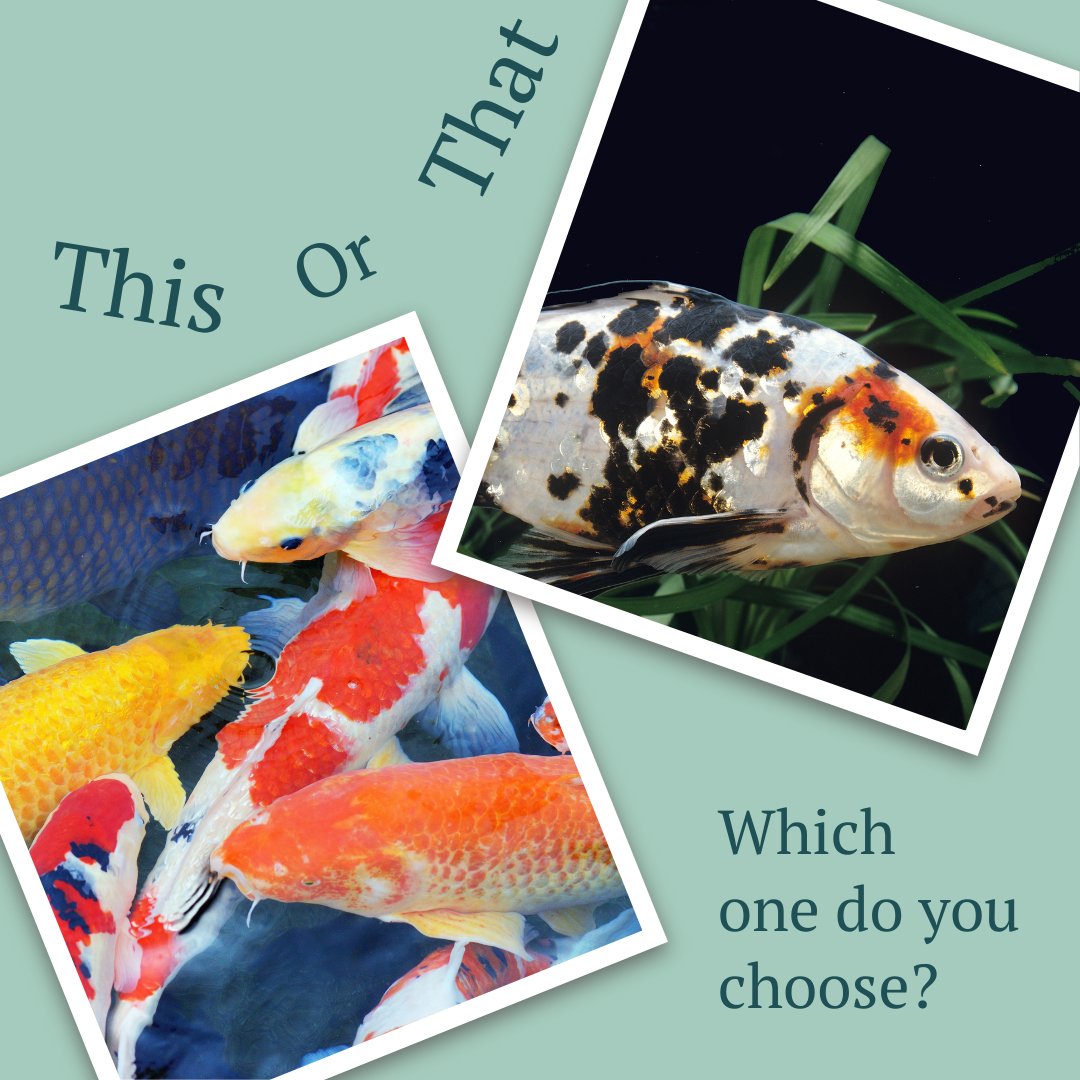 superiorponds's tweet image. Let's have some fun! If you could choose either fish below to fill your dream pond, which one would it be? Share with us in the comments and let's dive into the captivating world of aquatic life together! 🐠🐟  your pond!

#Pondfun #thursdays #SuperiorPonds #MidwestPonds