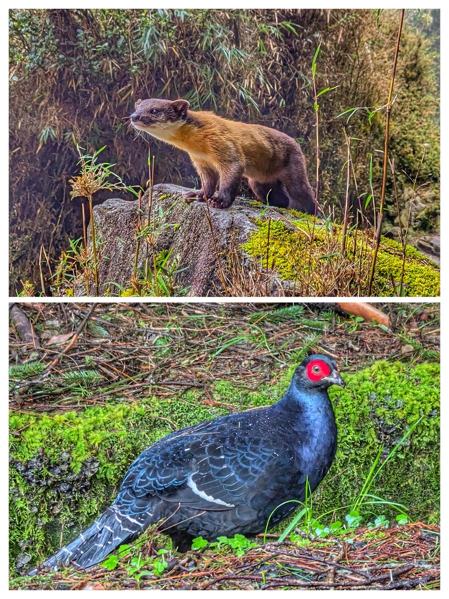 William Farris tweet media