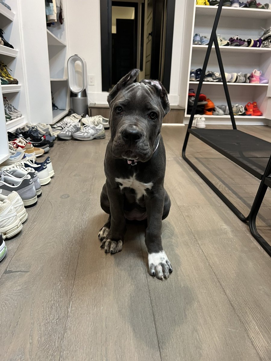 Apollo is a big brother! Meet Ms ARI! 😂