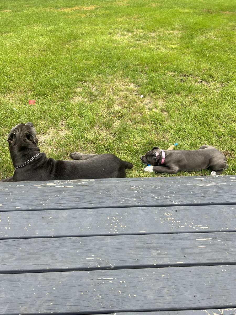 TyreseMaxey's tweet photo. Apollo is a big brother! Meet Ms ARI! 😂 https://t.co/HfOYbHCTED