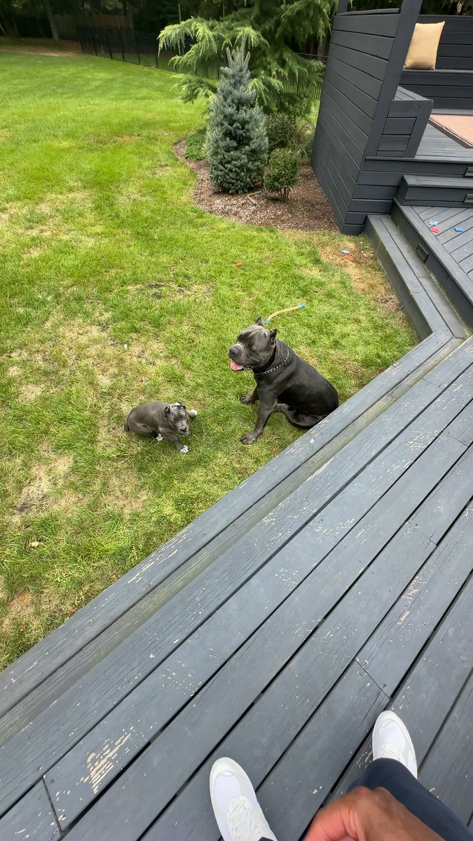 TyreseMaxey's tweet photo. Apollo is a big brother! Meet Ms ARI! 😂 https://t.co/HfOYbHCTED