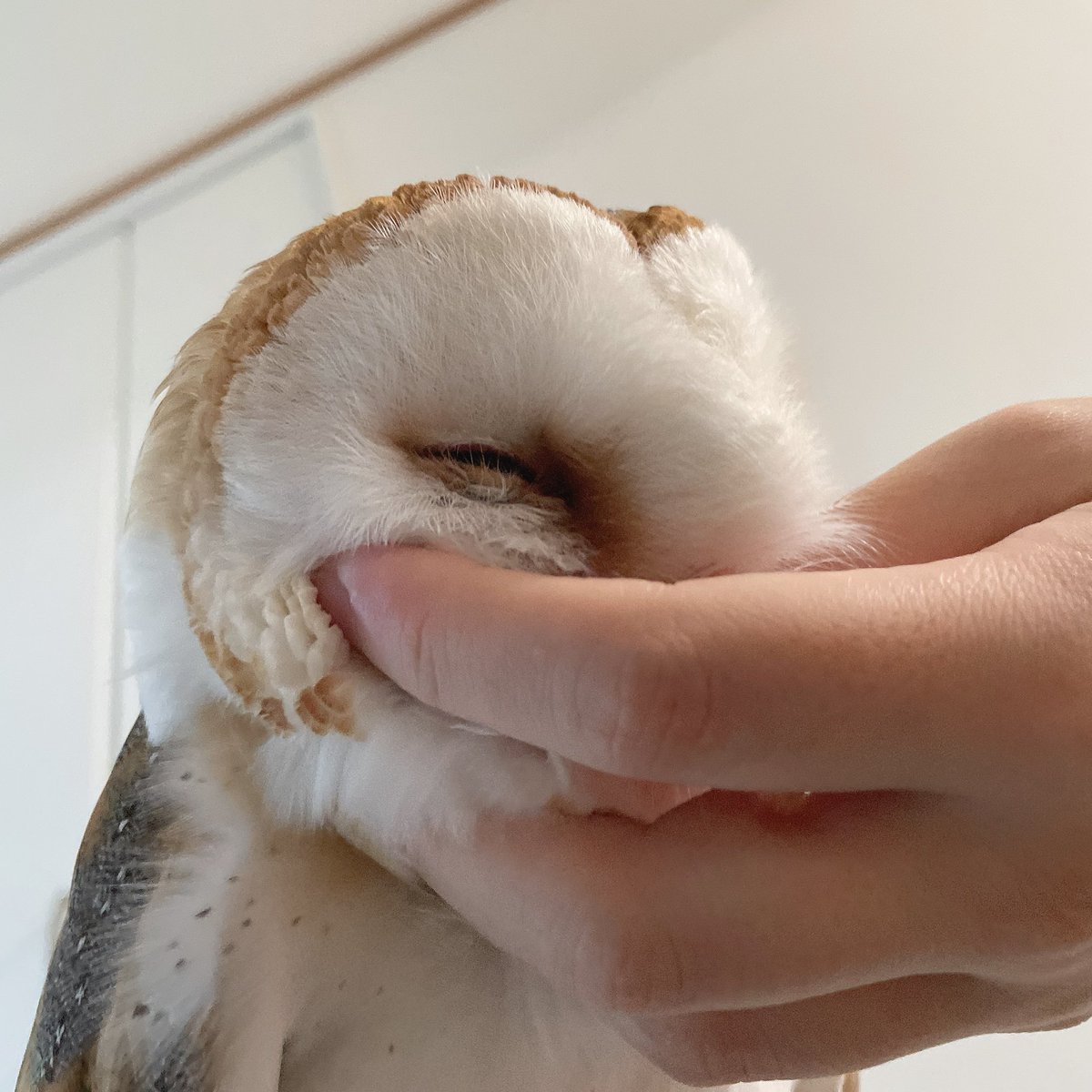 mekireopa2525's tweet photo. 嘴カキカキが忘れられなくて甘えん坊爆発中の🦉 https://t.co/7tj1iA2VZH