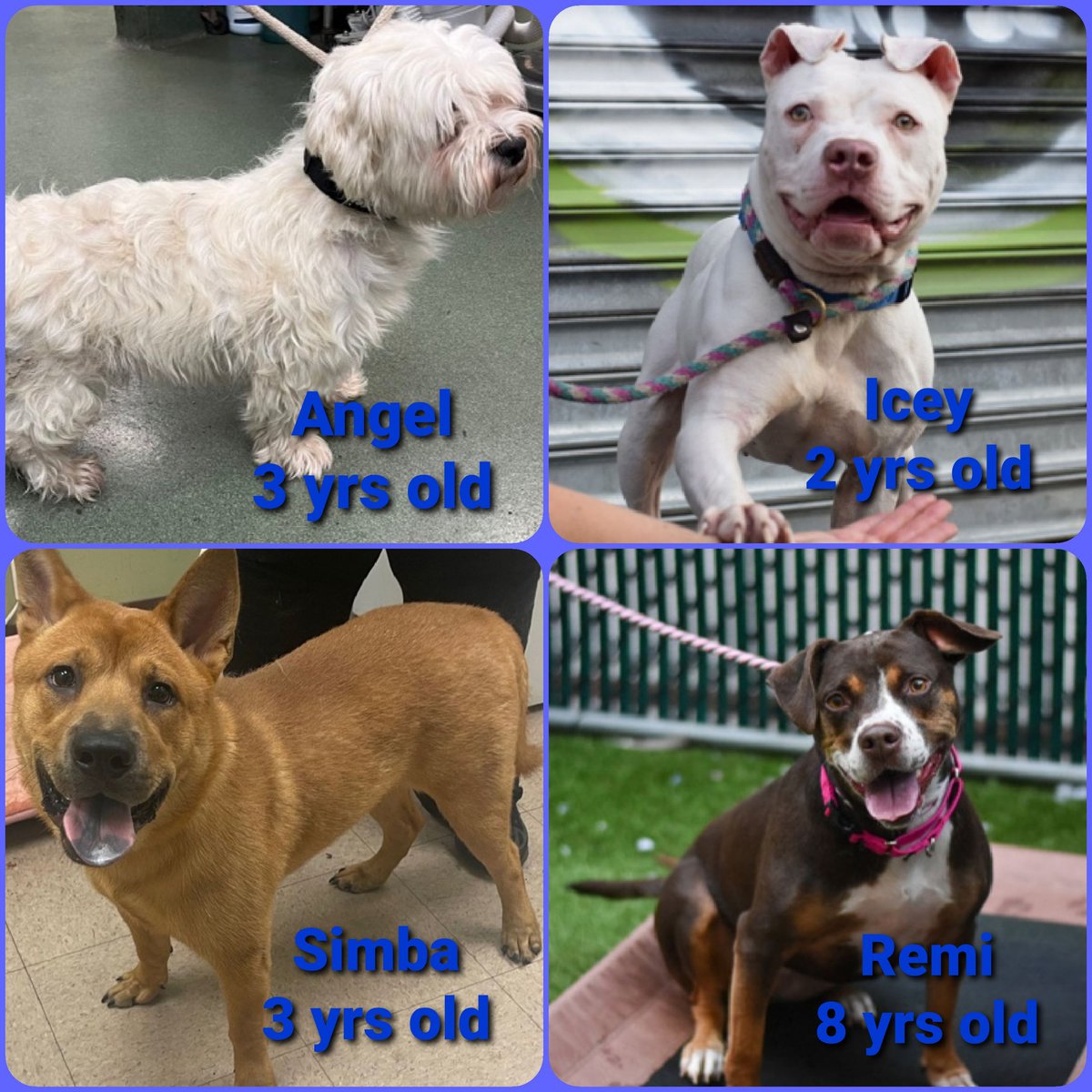 MorgFairsdogs's tweet photo. TAP Pledge Totals
#PLEDGES #NYCACC
#MorgFairsDogs
Kill Commands
Simba 1242
Angel 940
Icey 1031
Remi 541 https://t.co/q0NyQrcsO1