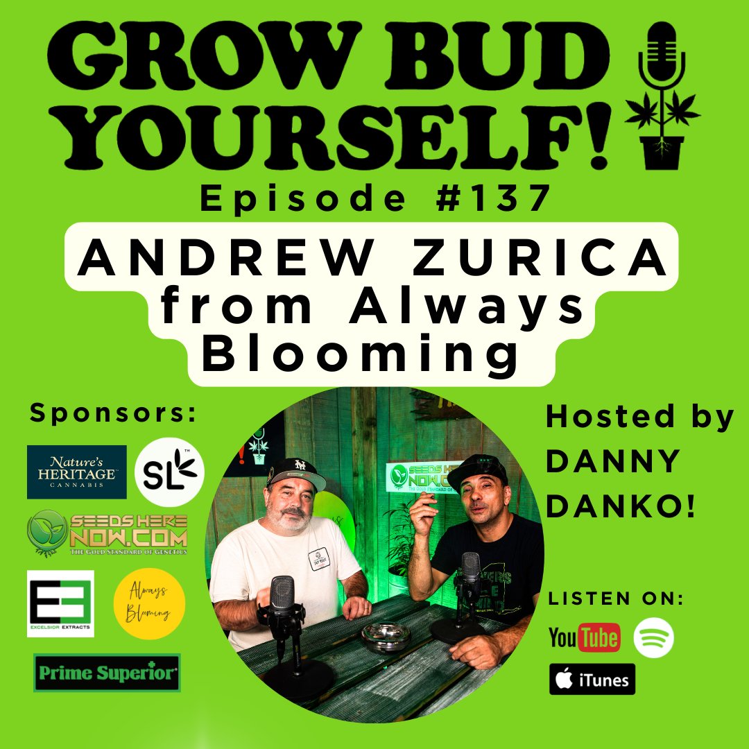 DannyDanko tweet media