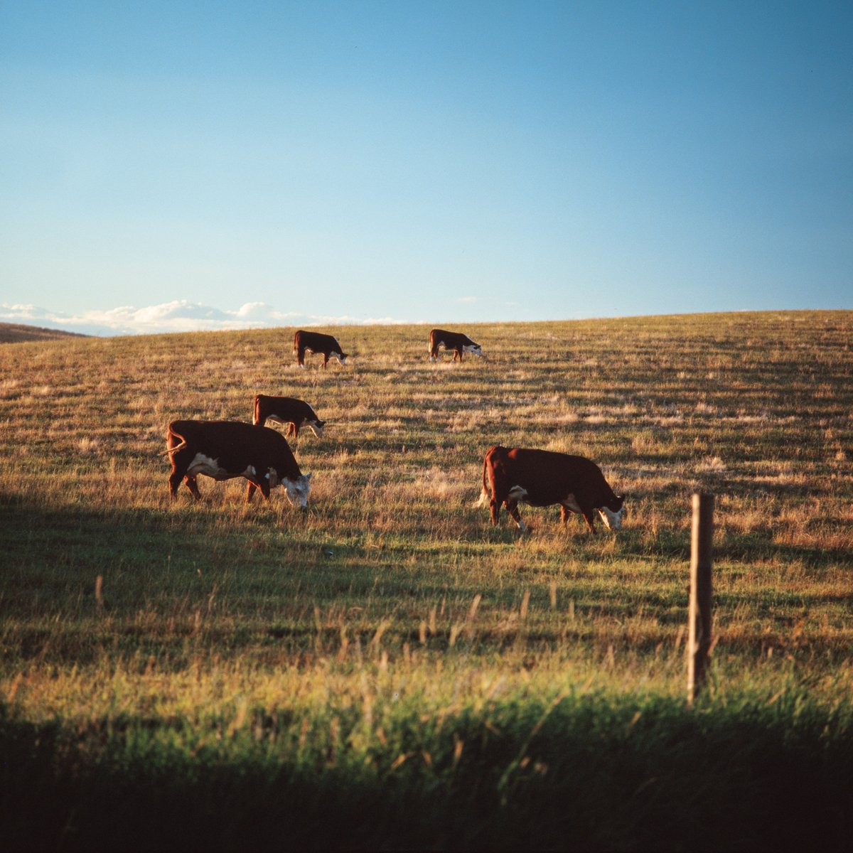 frigginhegg's tweet photo. Slide film is so goated sometimes. 📷: Bronica SQ-A 🎞️: Kodak Ektachrome https://t.co/YoJO6S4jDo