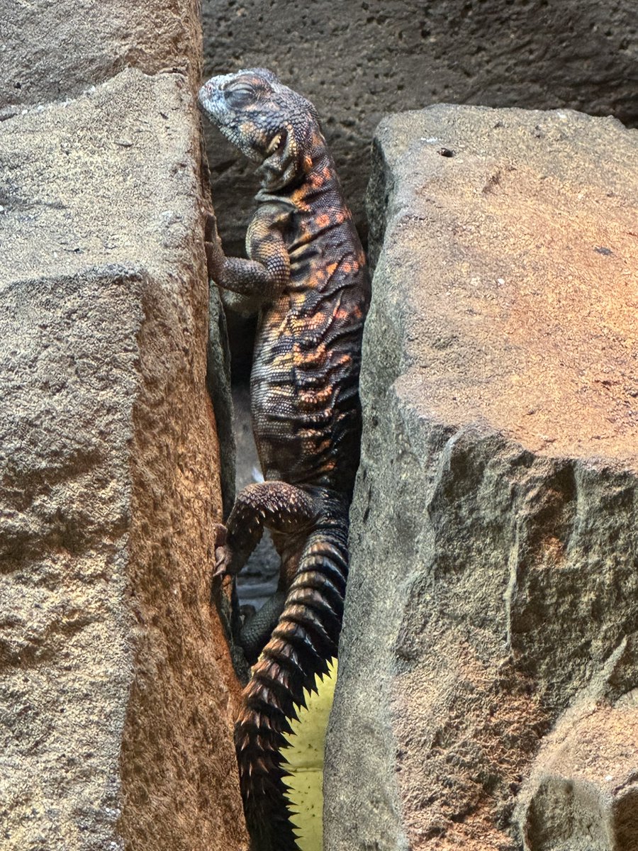 zerraze_'s tweet photo. Hes just a lil guy. Starting to get more orange. https://t.co/PFrLqDpSgl