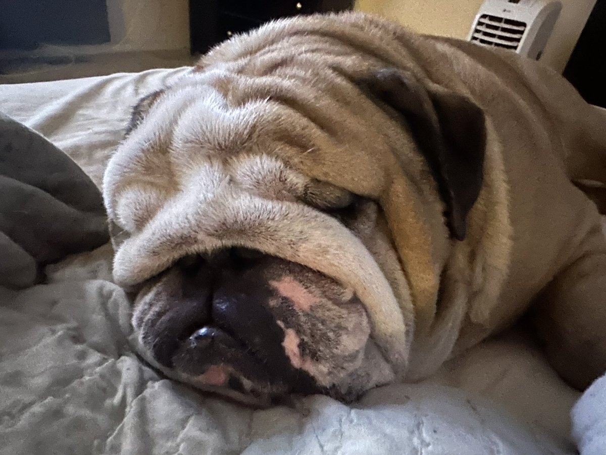 Big Albert & Fat Russell 🌈OTRB tweet media