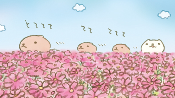 コスモス畑をおさんぽ…

#コスモス #カピバラさん #仔カピ兄 #仔カピ #ホワイトさん