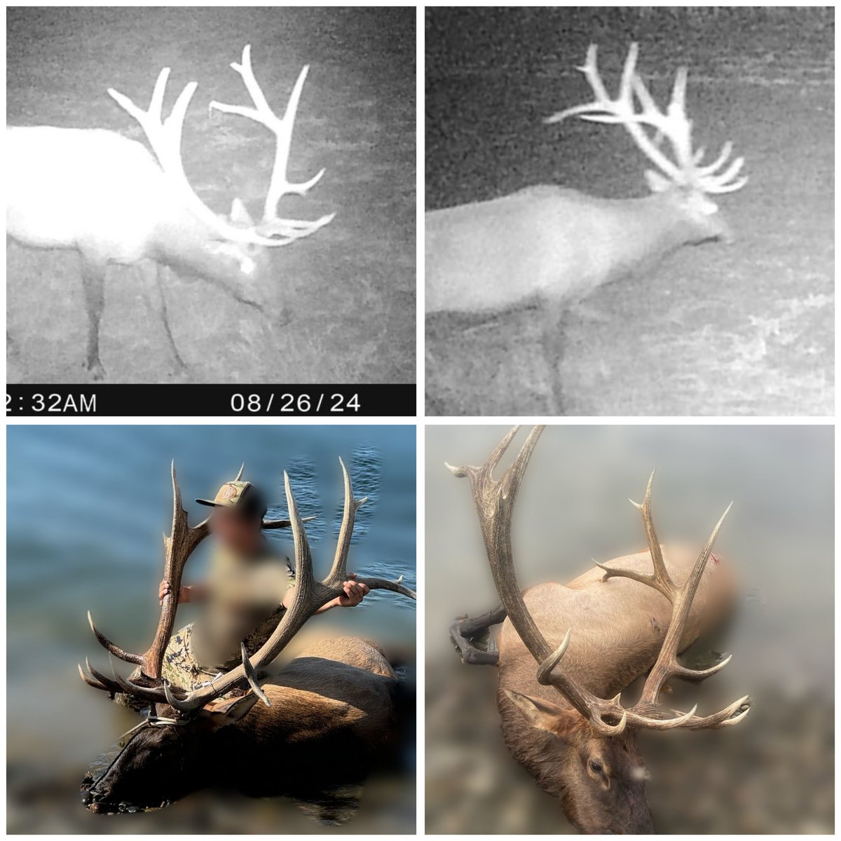 daLeftcantshoot's tweet photo. Pretty cool I got this bull on cam and know a little about his life and travels  before he was taken by pure luck. #rmef #elk #elkaddicts #wapiti #hunt #maga #Washington https://t.co/BSzmpGc6Fu