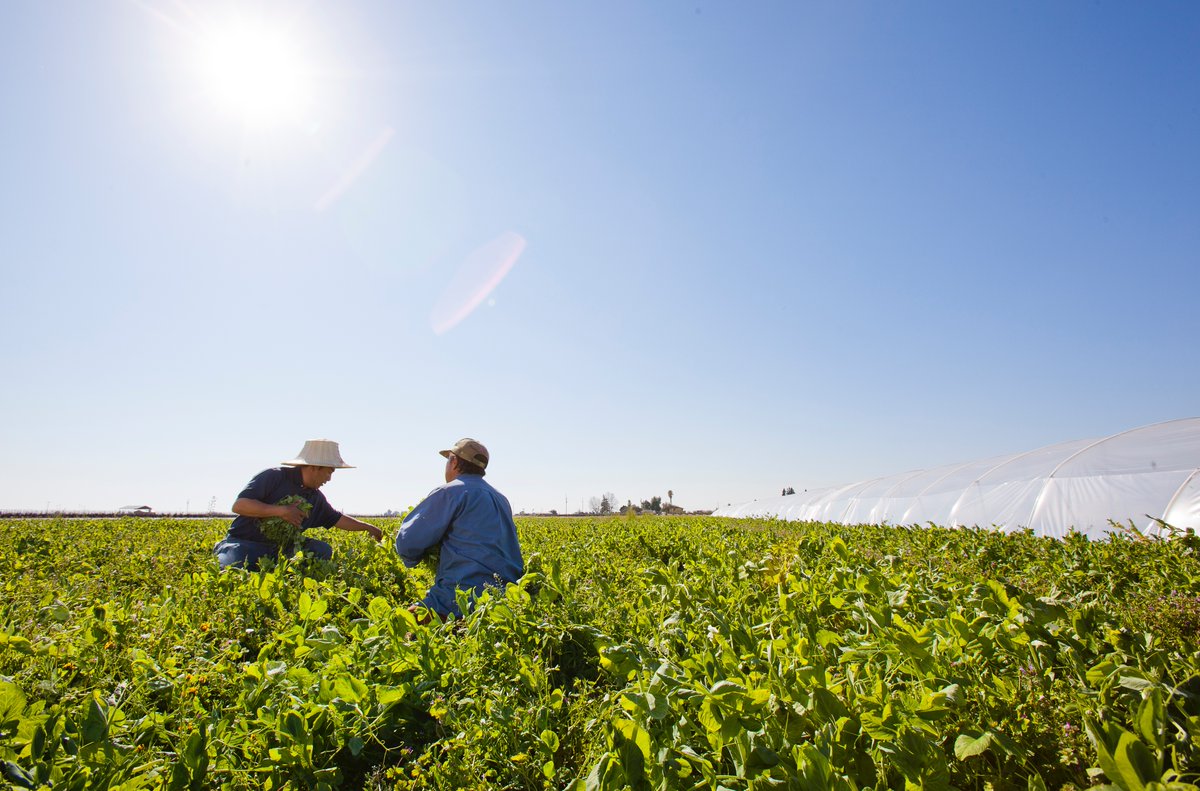 White House Summit, attended by UC SAREP interim director Ruth Dahlquist-Willard, explores impact of extreme heat and ways to adapt. Read about UC ANR Small Farms Network's work to support small-scale and underserved farmers impacted by extreme heat. ucanr.edu/News/?routeNam…