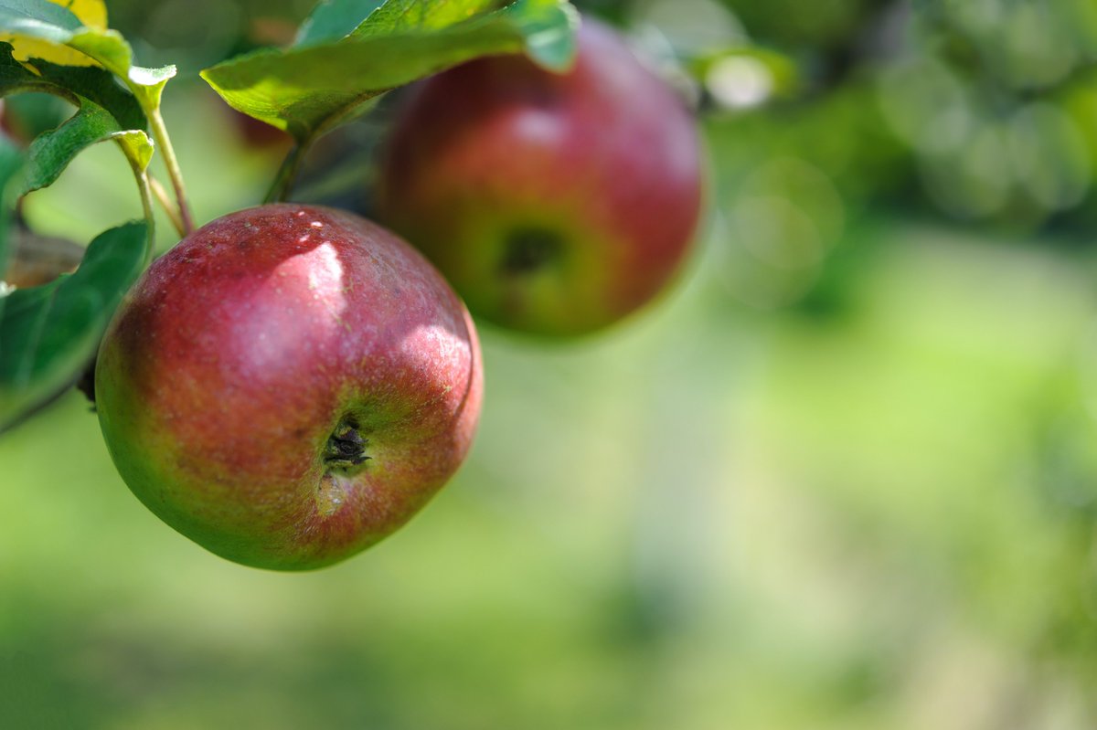 Sept 27, noon PDT: CCOF is hosting a free GLOBALG.A.P. IFA v6 transition Café’ Hour. Get your questions answered about the new version of the GG IFA certification standard and more!

Access link: lnkd.in/gKA9t_PK