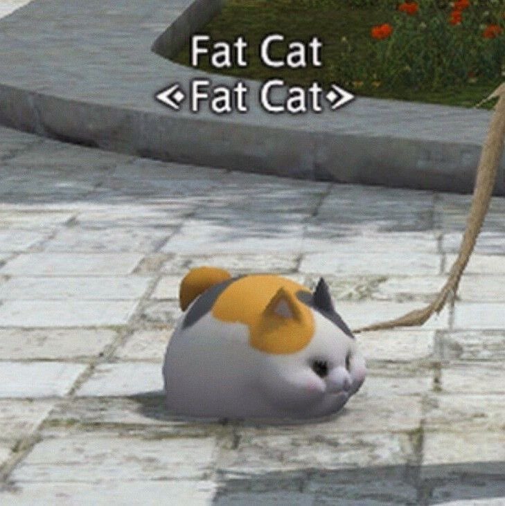fat cat
