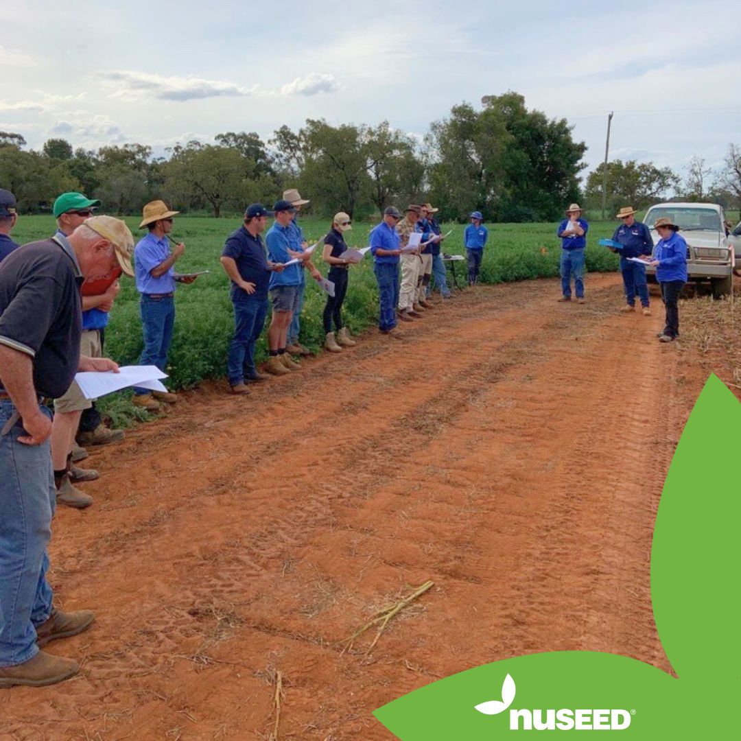 Brett #Nuseed ASM for NSW, joined the <a href="/NSW_AGRONOMY/">NSW Agronomy</a> &amp; NVT #Condobolin Field Day.
🌼Nuseed shared the launch of new variety Nuseed Griffon TTI. Nuseed Ceres IMI &amp; HyTTec Velocity are performing well in the trial plots sown on 26 April, showing a strong fit for the environment. 💪