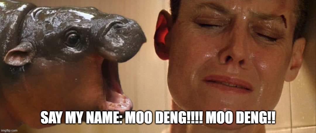 Tricksterpup's tweet photo. #Moodeng #Moodengforeverlove https://t.co/jizr7OZCWP