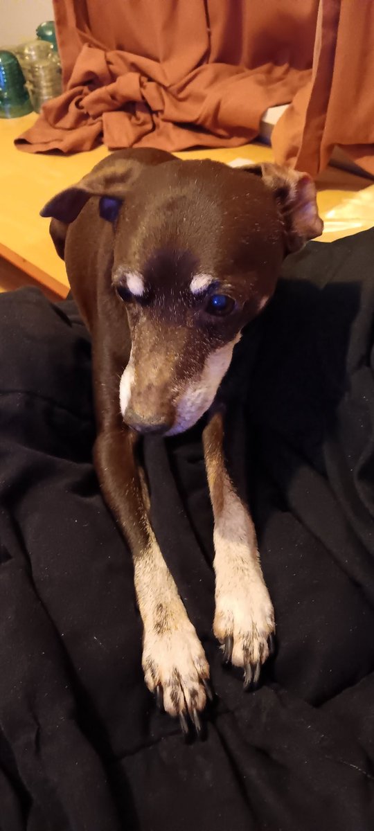 TaxiRob13's tweet photo. @Tjeerd001 That's why I have a dog. https://t.co/JCG7JRxJOM
