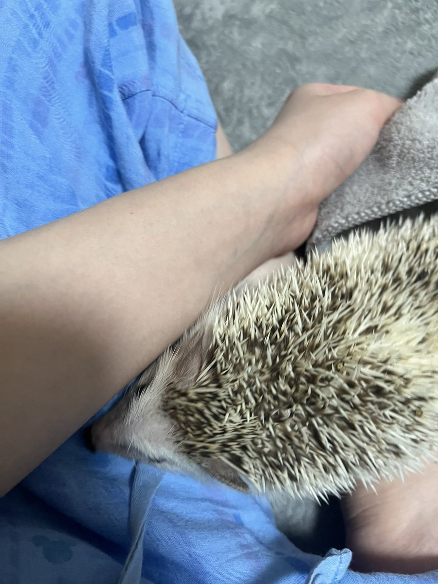 すりすりすりハリネズミ