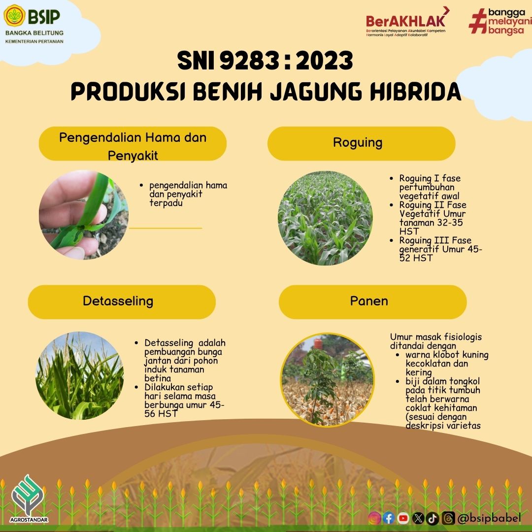 brmpbabel's tweet photo. Halo #SIPren yuk mengenal SNI 9283-2023 tentang Produski Benih Jagung Hibrida. Jangan lupa disimak ya #SIPren! https://t.co/U5BBl46ZWb