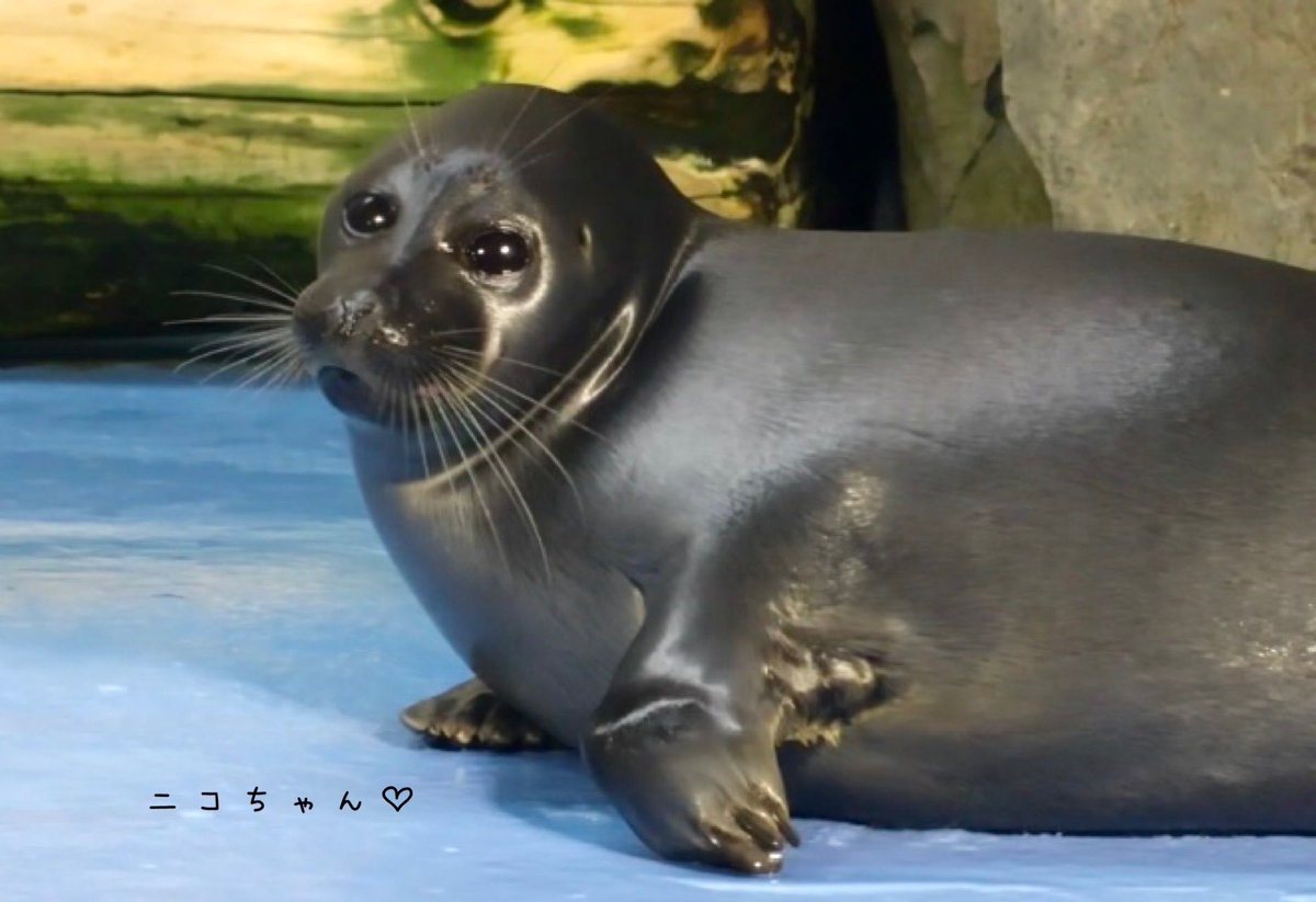 3zo0401's tweet image. ニコちゃん♡♡
R6.09
#鳥羽水族館 #バイカルアザラシ #ニコちゃん #4歳♡