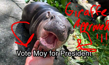 KingdomsSM9's tweet photo. BREAKING NEWS! 
@Moyfrtwt , presidential candidate on Kingdoms SMP has received the endorsement by this local celebrity! 
#VoteMoy2024 https://t.co/AceAbrDlie