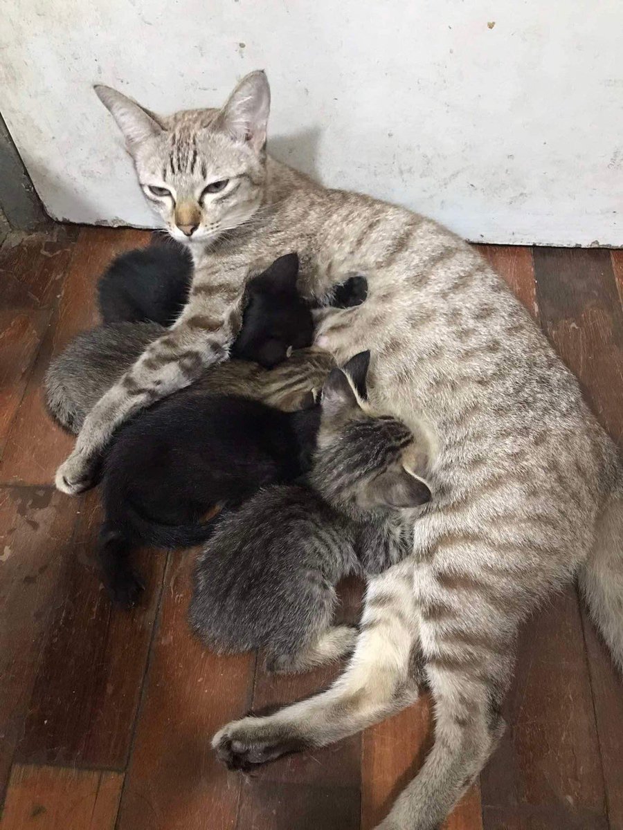 skytrain9's tweet image. #cat