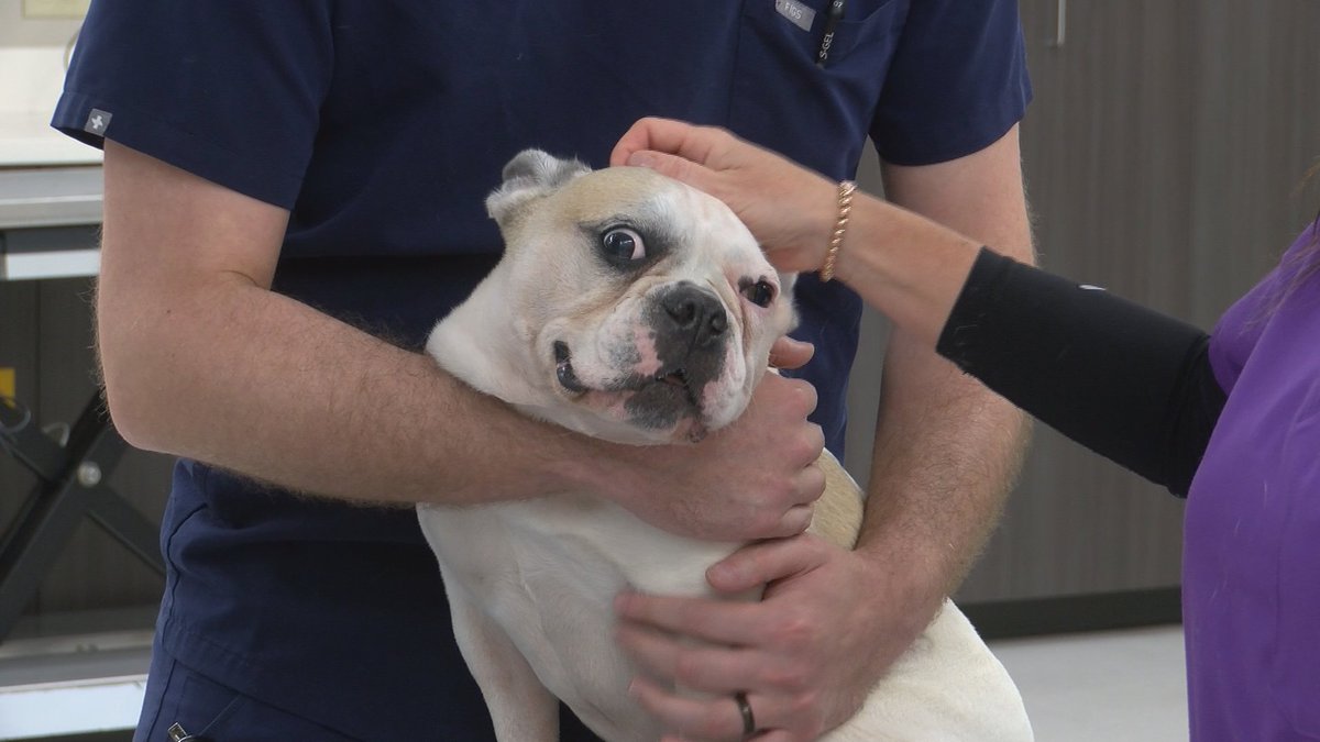 New technology helping pets with cancer: tinyurl.com/5n7efxhs?utm_s…