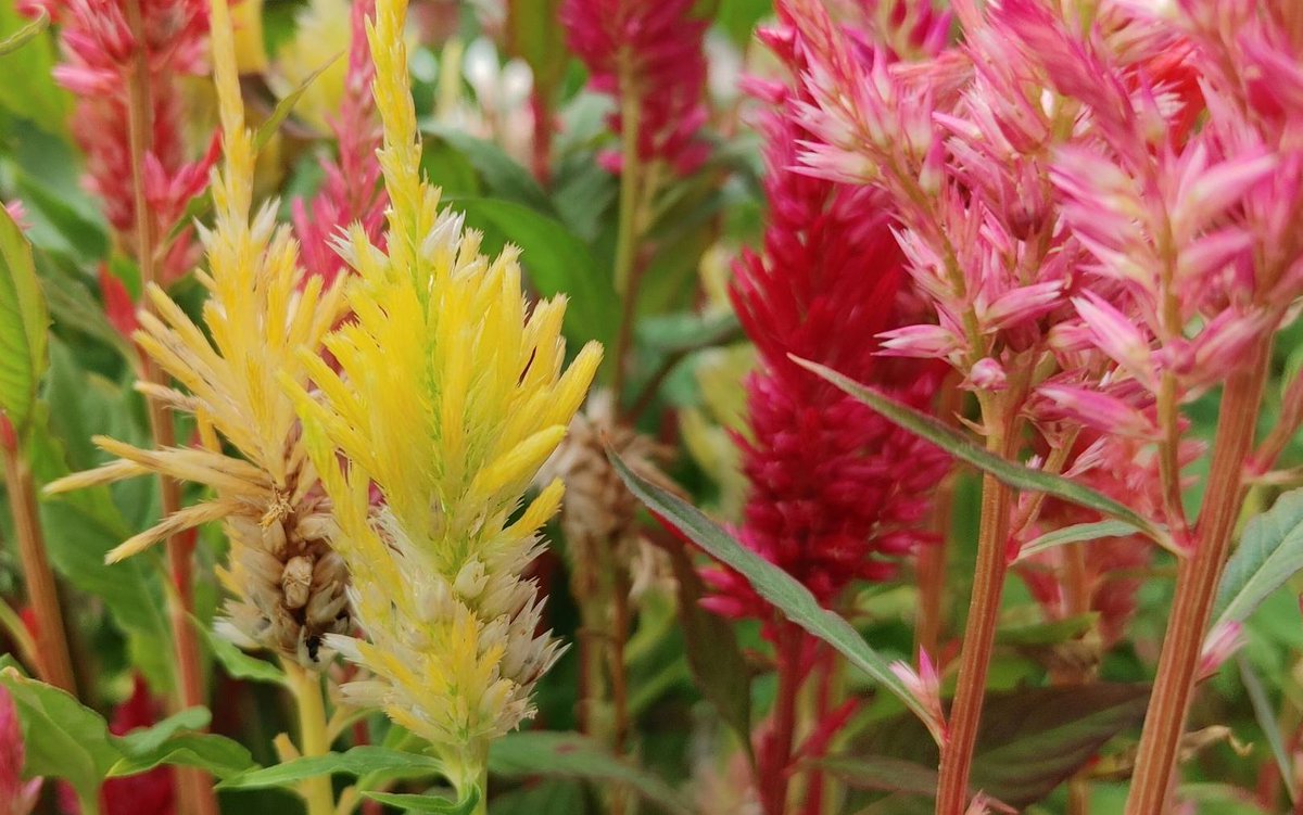 おはようございます～👻

昨日めっちゃ暑かった🥵
暑さで頭もうろう😵‍💫
高熱のダメージも💥

帰宅後意識ない～👻ﾖﾝﾀﾞ?

もう休んだ🙋
頭痛が…寒気がひどい❗

熱中症とかでよく欠勤者いたから
余計に💥きたかも🤔
休みすぎる🤣ﾎﾝﾏﾆ

～ポイ～✋Ｘへ～

皆アクティブだ🔥　
#おは戦60927🍻fu