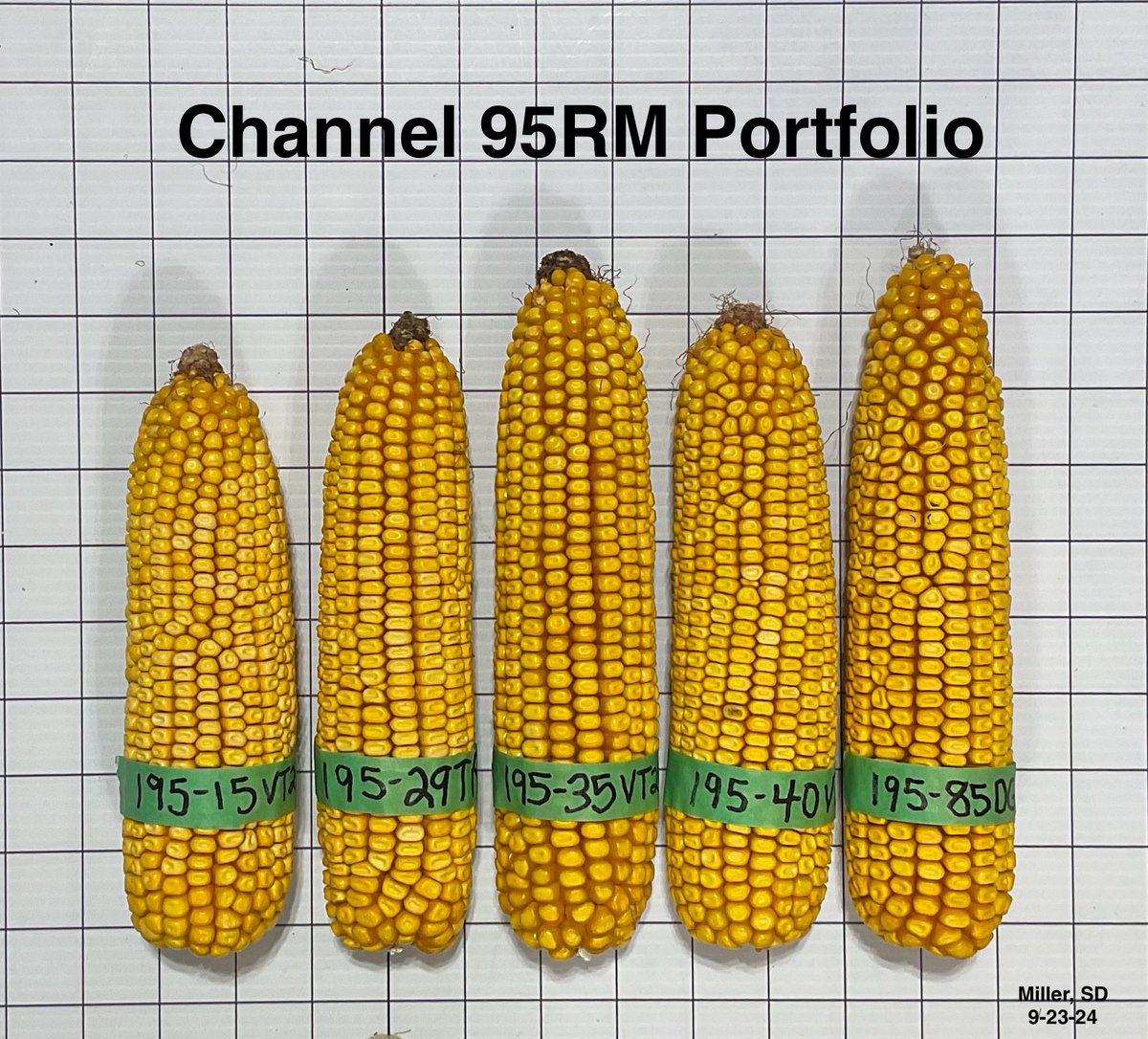 Channel_SD's tweet photo. Our updated wide &amp; deep portfolio gives Channel Seed Pro’s lots of trait and genetic options when placing hybrids that perform on your farm.  The ears below come from plots near Miller, SD.  ⁦@ChannelSeed⁩ ⁦@Bayer4CropsUS⁩ ⁦@BayerTraits⁩ ⁦@paul_ibberson⁩ https://t.co/y8BwmDL9DX