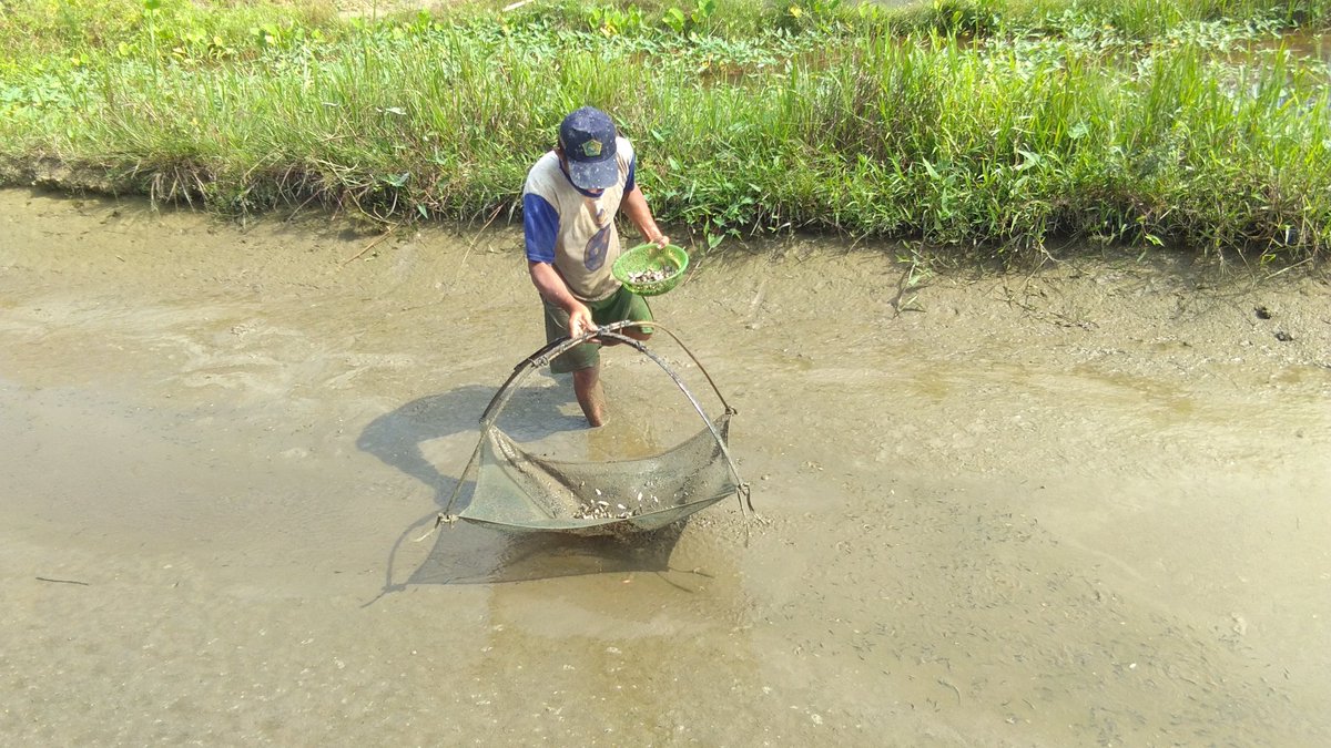 MustariPin4811's tweet image. Rabu (25-09-2024) Mustari, Luhkan Kabupaten Melawi, panen benih ikan nila ukuran 5-7 cm di tempat bapak Setibi desa Suka Maju Kecamatan Tanah Pinoh sebanyak 10.000 ekor harga Rp 300 perekor
#GiatLuhkanSatminkalTegal 
#bppsdm_kp
#luhlapor