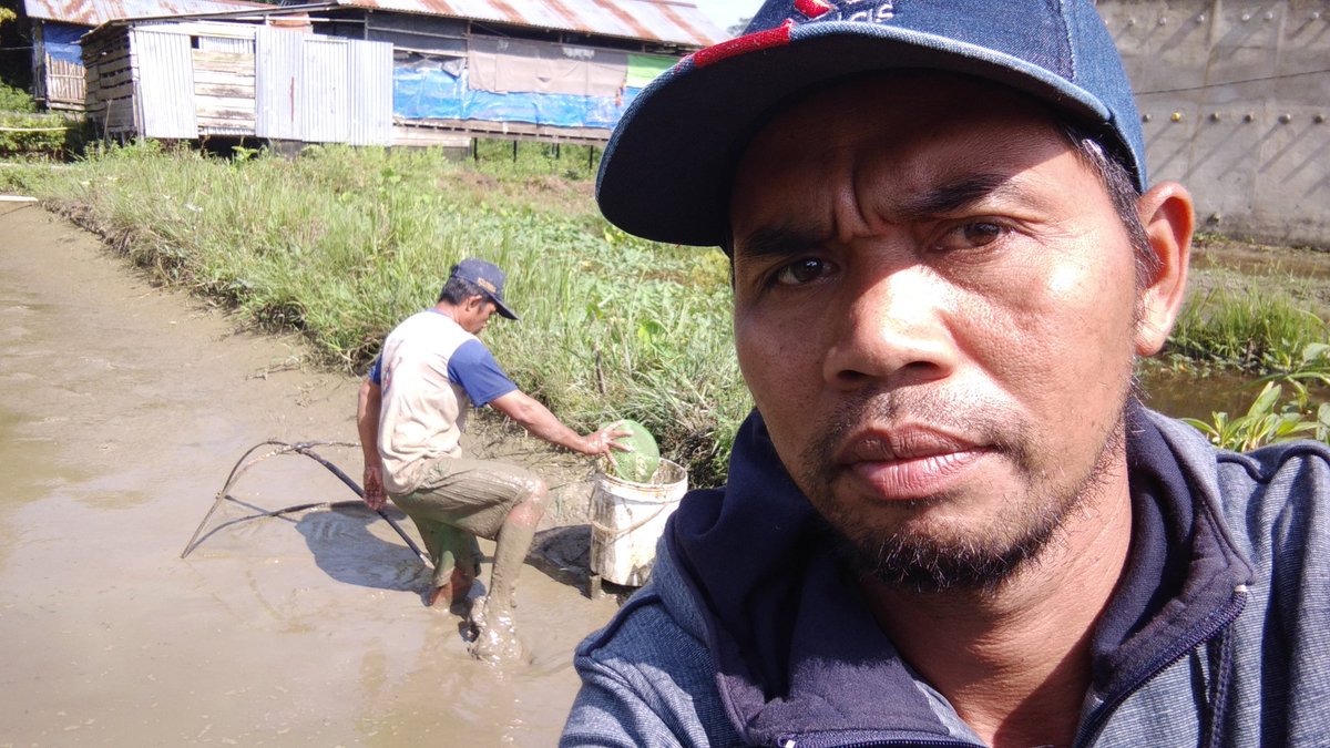 MustariPin4811's tweet image. Rabu (25-09-2024) Mustari, Luhkan Kabupaten Melawi, panen benih ikan nila ukuran 5-7 cm di tempat bapak Setibi desa Suka Maju Kecamatan Tanah Pinoh sebanyak 10.000 ekor harga Rp 300 perekor
#GiatLuhkanSatminkalTegal 
#bppsdm_kp
#luhlapor