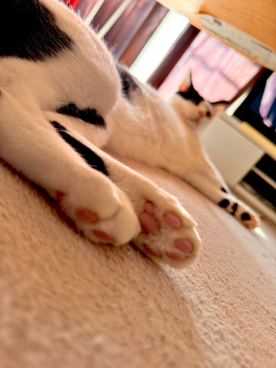 ml_kn1's tweet photo. 🐾🐾 https://t.co/QTtpYY7xhh