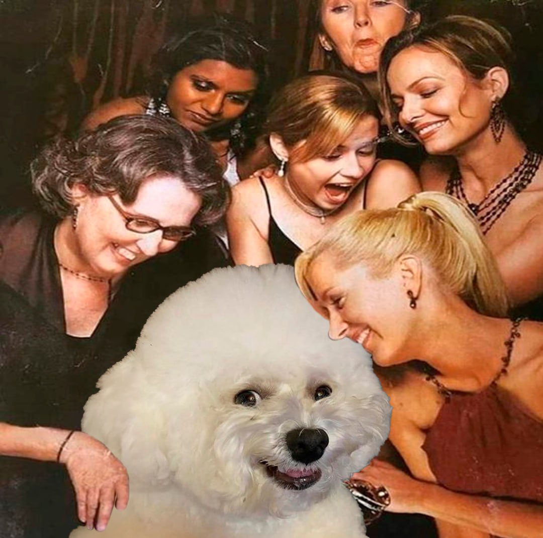 dogwhosmile tweet media