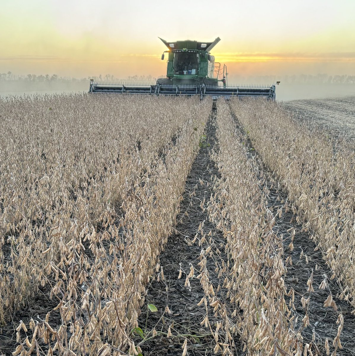 We did our b006 field N of Carman today &amp; those fancy podded “Iowa” beans did not disappoint running 65 bu/a. 28 years of soybeans on our farm in Manitoba &amp; this will be one of the most 👍memorable years yet… <a href="/AgassizSeedFarm/">Agassiz Seed Farm</a> ⁦<a href="/DEKALB_Canada/">DEKALB Canada</a>⁩ #harvest24 #WestCdnAg