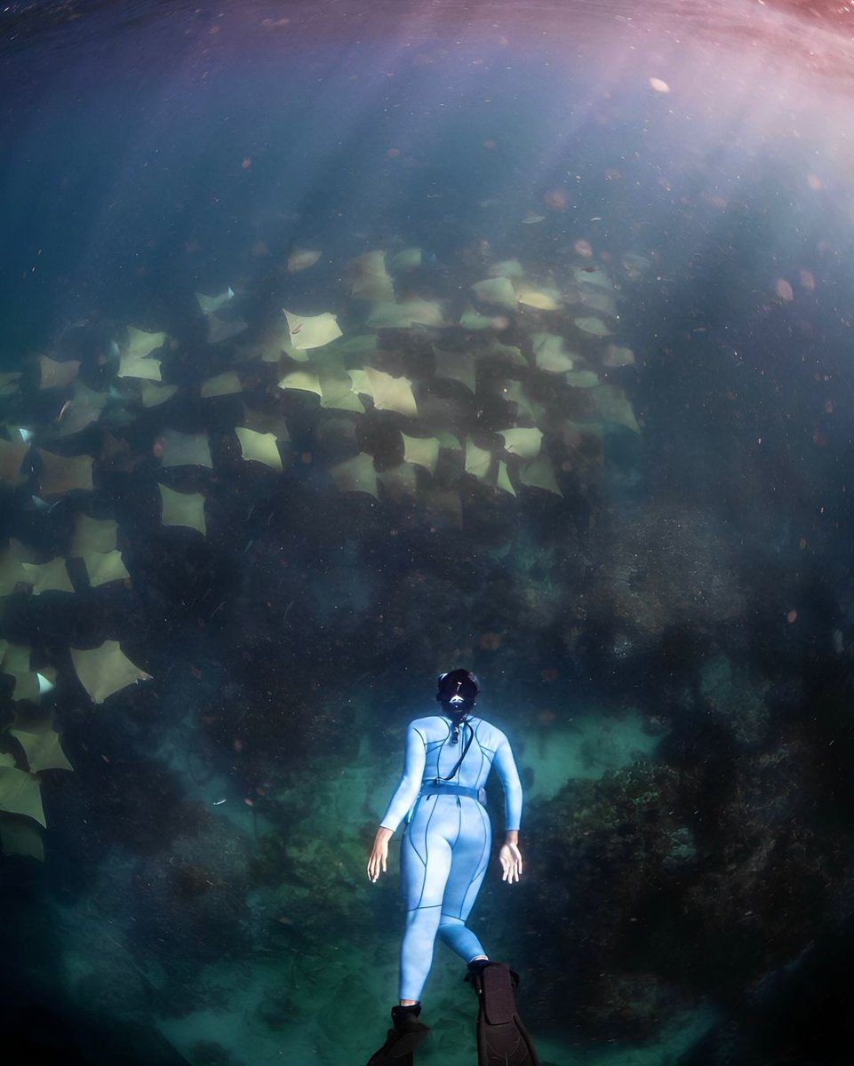 There's only a few days left to apply for the Holsworth Wildlife Research Endowment!

Pictured is round 1 recipient PJ, researching tiger sharks along east coast Australia. (ocean__alley on IG)

Apply by Sep 30: tinyurl.com/5b8uhaam #grants #ecology #postgrad #PhD #research