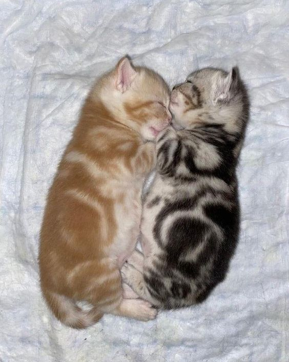 I'm putting them on the stovetop, I will have a lovely dinner tonight