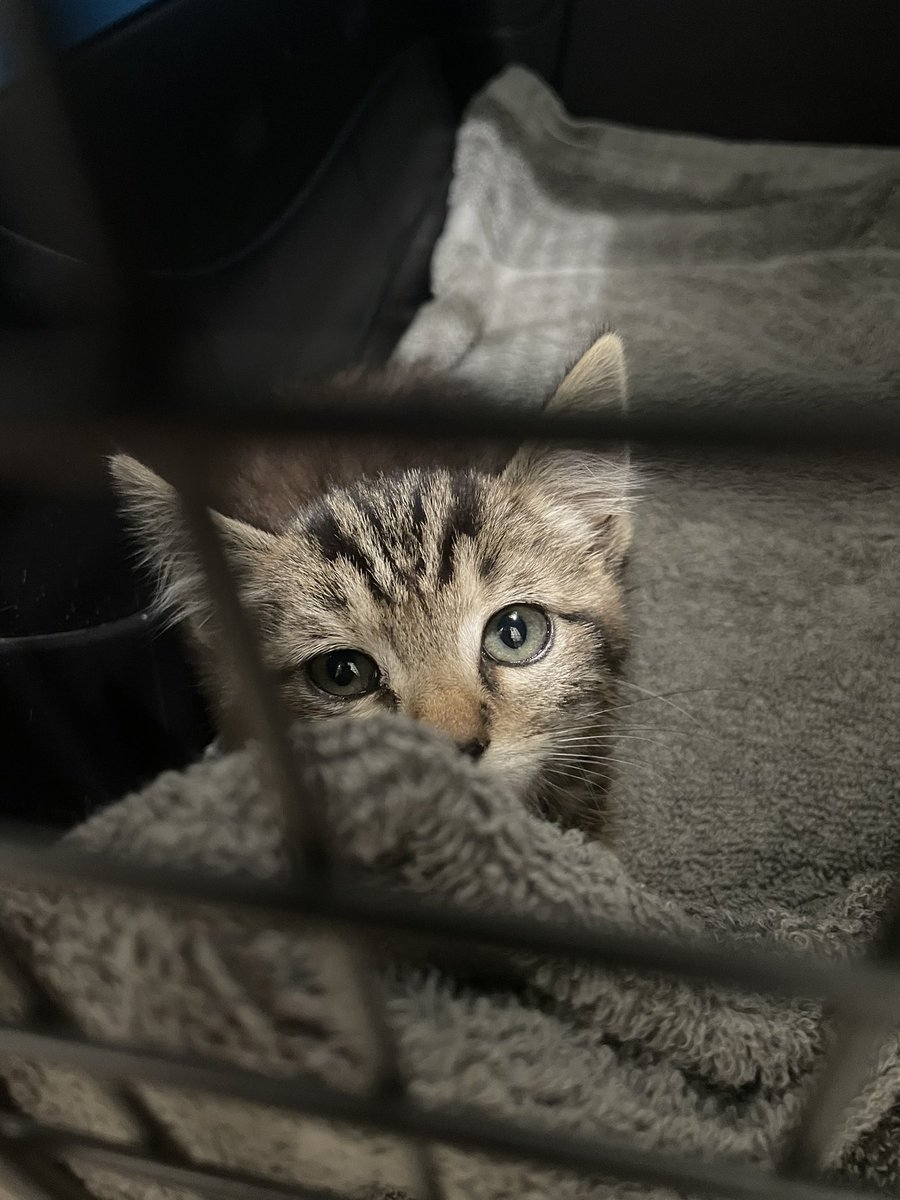 feederofcats's tweet photo. Got a call last night about a little baby guy who was spotted frozen in fear in the middle of a very busy road 🥺 a good samaritan stopped, grabbed him up, and called us for help.

welcome to Friends of Bear, little Fig! https://t.co/cRczXSQCmM
