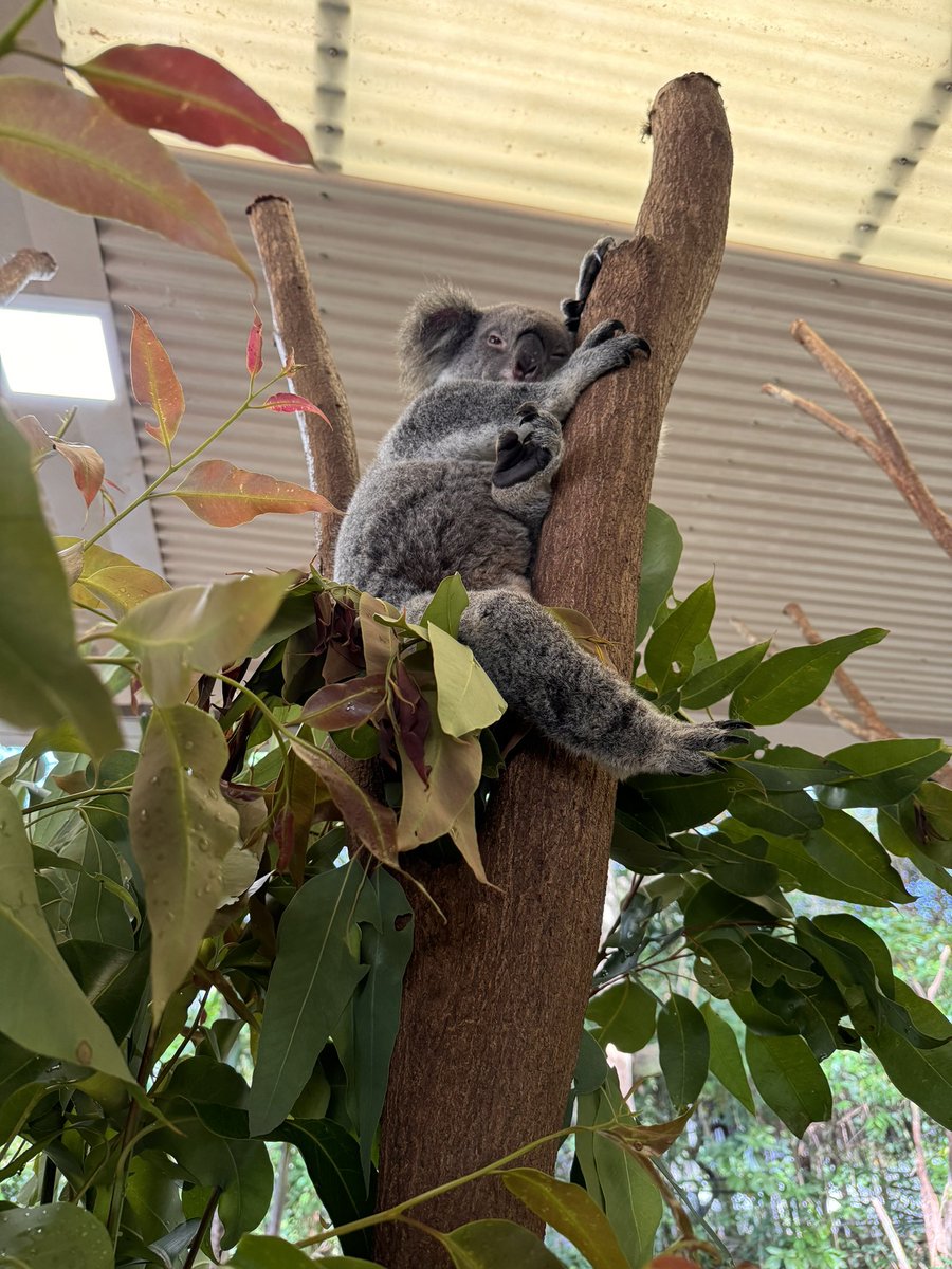ConferenceEvent's tweet image. Australia, Port Douglas ALWAYS delights with treehouse bungalows and natural pools.  Perfect weather here up north of Sydney!