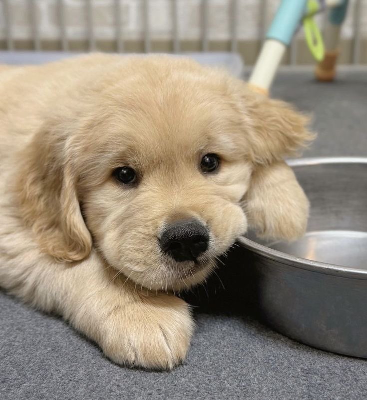 puppies video tweet media