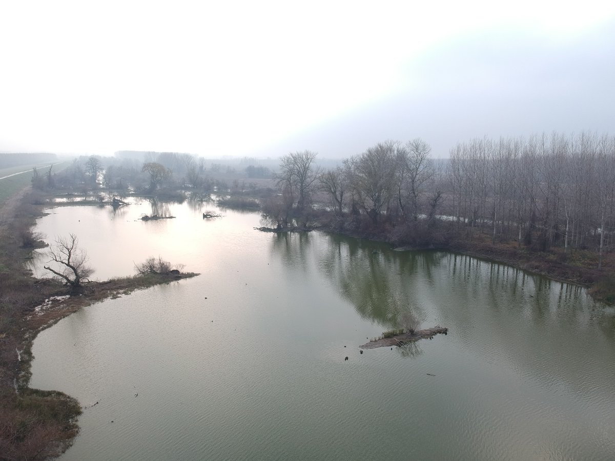 albicilla66's tweet photo. The floodplains of #Beljarica are the home of the very best #birding in #Belgrade 🇷🇸. In winter there are numerous Great Egrets, White-tailed Eagles, Hen &amp; Marsh Harriers, Sparrowhawk, Great Grey Shrike, Water &amp; Meadow Pipits
➡️https://t.co/HWRN8UjHW1

#worldtourismday2024 https://t.co/ZlTdB4Qml0