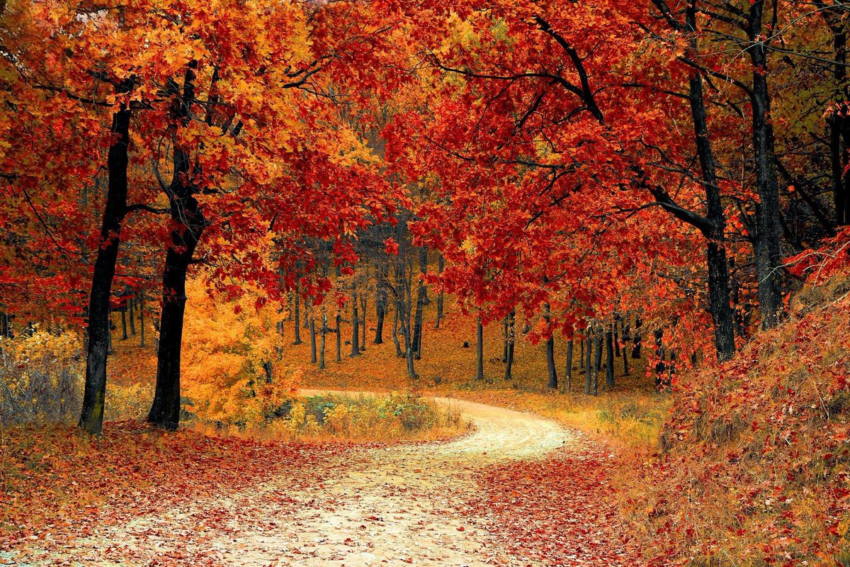 StMarysCourt_'s tweet photo. I think it's safe to say Autumn is well and truly here 🍂💨💦🍂 

....... Time to get wrapped up and cosy 🎃🎃🎃 https://t.co/GtJ0x635ZM