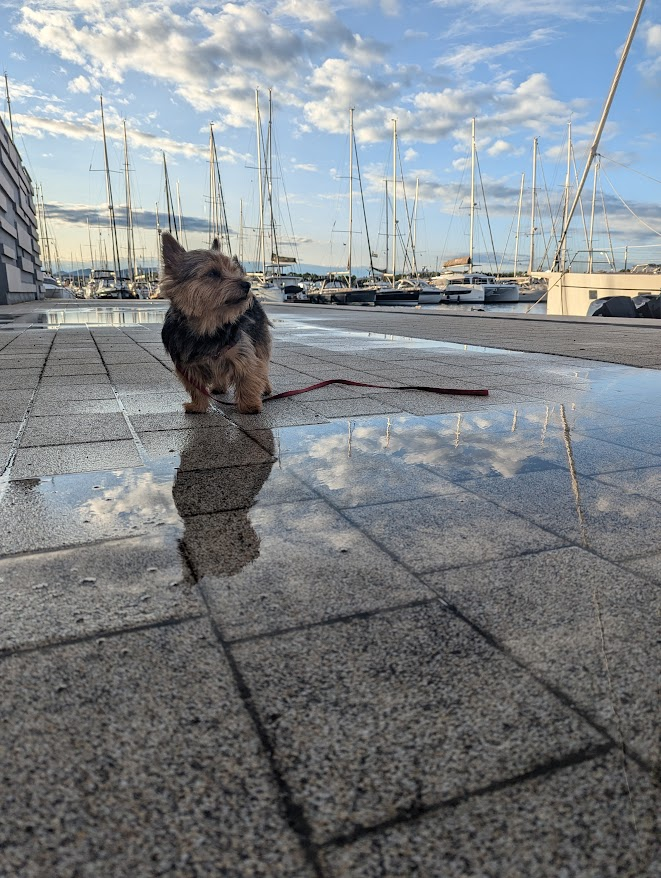 Petsatw's tweet photo. @RoamingNC Yay. Reflections! Welcome back :) https://t.co/W2qi0GZH7S