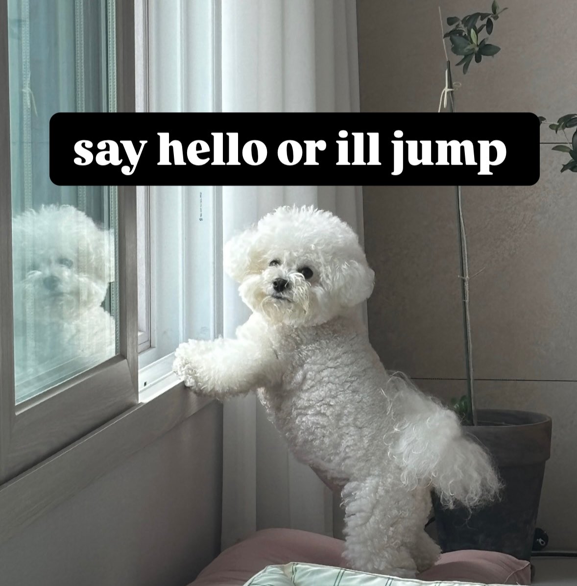 <a href="/blknoiz06/">Ansem</a> *gm*