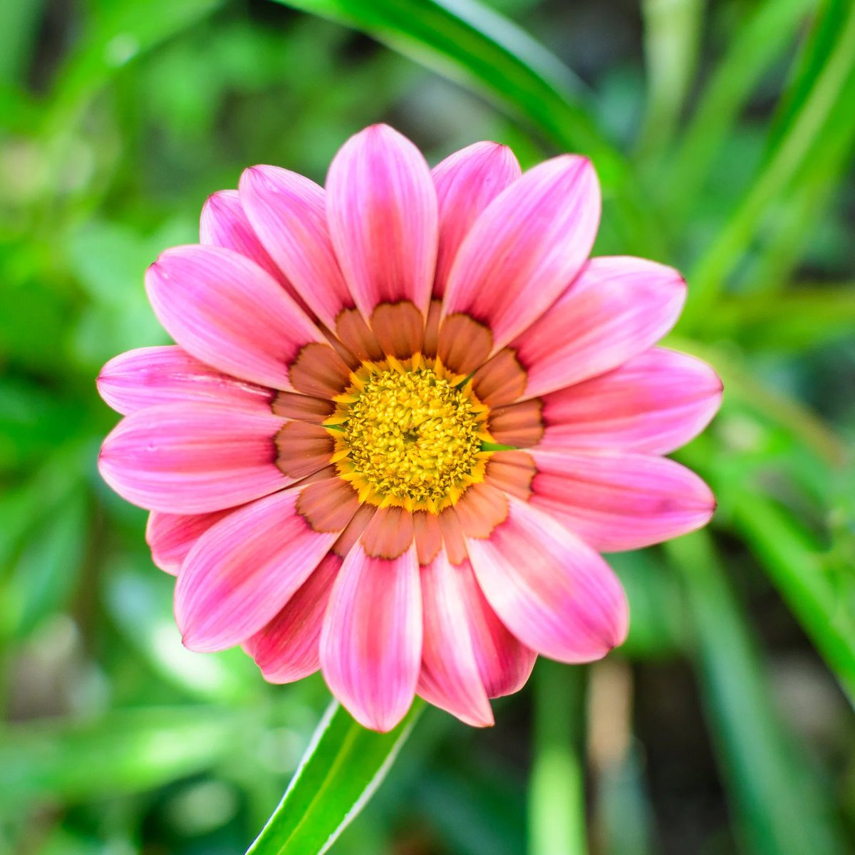 TheFlowerShow's tweet photo. A gazania opens its petals only to the sun 🌞, teaching us to turn toward the light in our lives🩷🩷🩷 https://t.co/Jw79rlM2gV