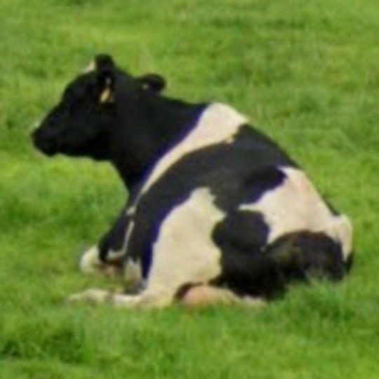 Animals of Street View (Ireland) tweet media
