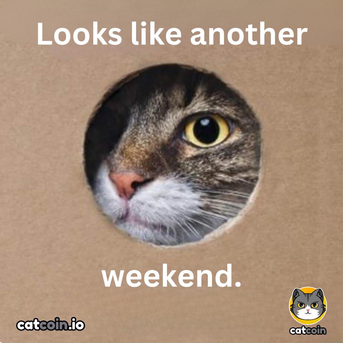 officialcatcoin's tweet photo. Happy weekend. - $20

• Follow @officialcatcoin
• Retweet 
• And comment #Catcoin #USDT #giveaway 

48 hours https://t.co/F2CtEaut2A