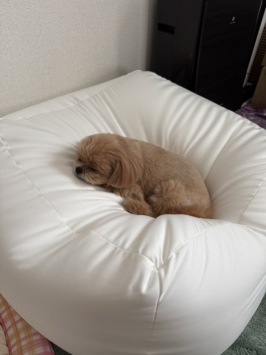 dannanoblog's tweet photo. どでかいニトリのビーズソファ
サイズ間違えてしもうた
ビビちゃんにはちとデカいか🤣

新しいビーズクッションを買いましたの巻 https://t.co/bLlm25PK74 @YouTubeより https://t.co/GgaadErbeM
