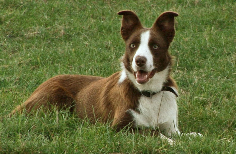 SheepdogTeacher's tweet photo. OUR FIRST AUDREY - on this day eighteen years ago. She went on to make a good sheepdog in Cornwall. If you're interested in #SheepdogTraining visit our website: https://t.co/TgA1lHbRO8 https://t.co/HlSySWOgta