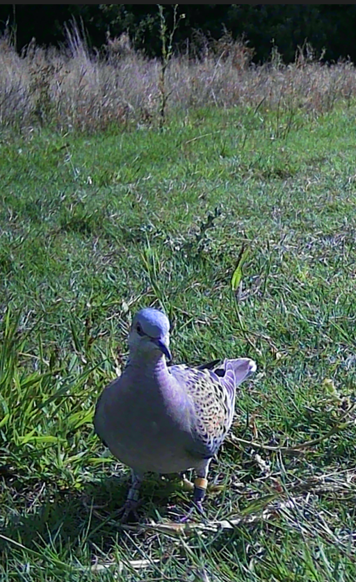 Yellow/Black fattening up for her 5TH annual migration to West Africa. Ringed with her probable mate Yellow/Green by <a href="/JacTurner_Moss/">Jacques Turner-Moss</a> in 2022, both are still being seen regularly together on camera.