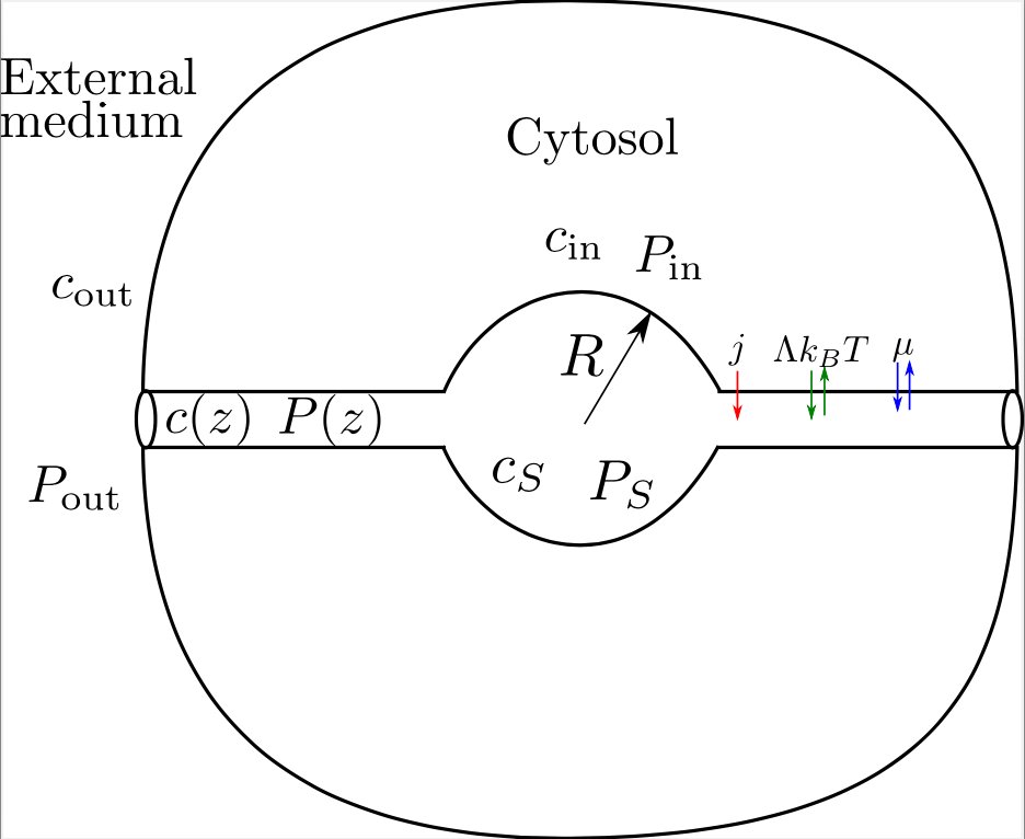 Pierre Sens (@pierresens) on Twitter photo Active cellular water pump for osmoregulation.
Unicellular organisms in fresh water need to actively pump water out to balance the large flux of water coming in due to osmotic pressure difference. No molecular water pumps are known, so this water pump must be supramolecular. Active cellular water pump for osmoregulation.
Unicellular organisms in fresh water need to actively pump water out to balance the large flux of water coming in due to osmotic pressure difference. No molecular water pumps are known, so this water pump must be supramolecular.